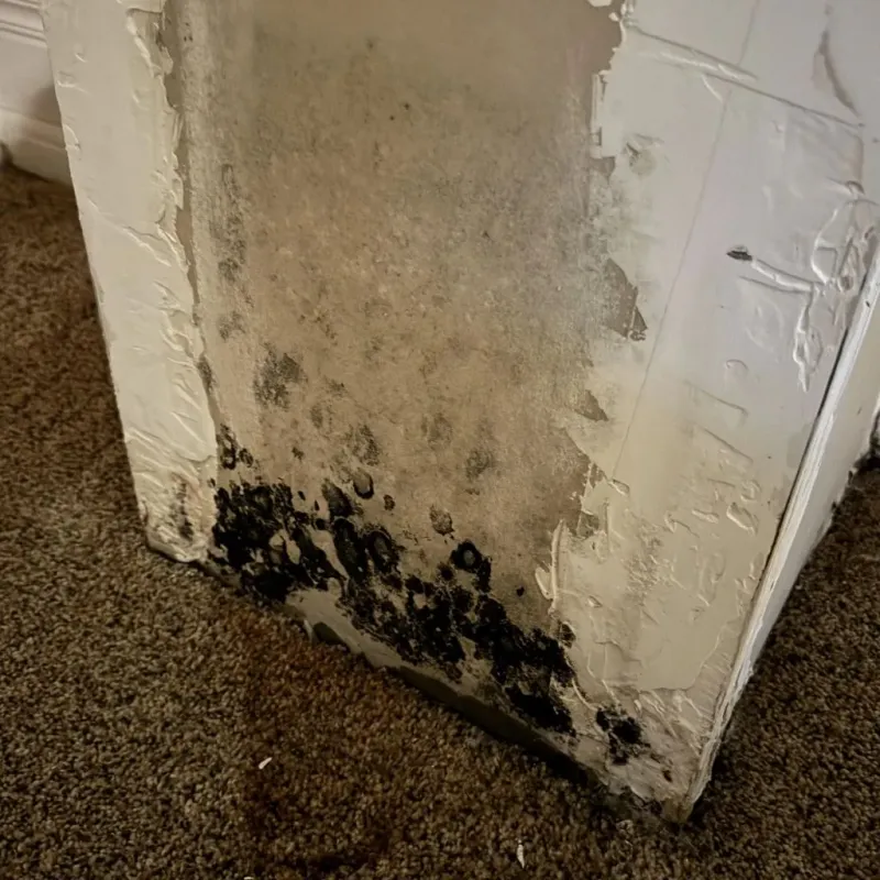 Professional Mold Removal in Hodgdon, ME